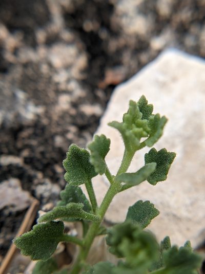 Perityle rupestris, photographed by Eric Knight
