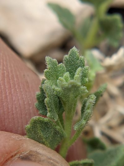Perityle rupestris, photographed by Eric Knight