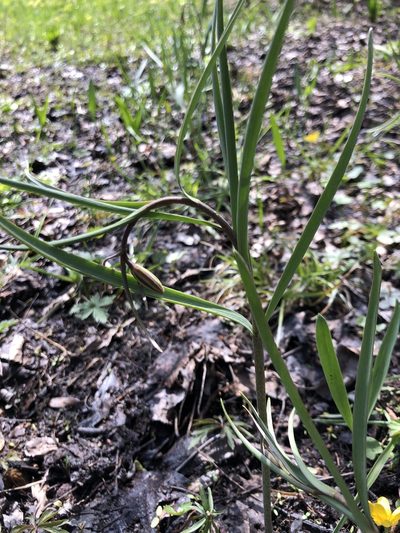 Fritillaria montana, photographed by Conrad Altmann