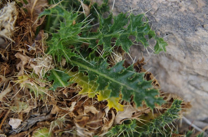Cirsium turneri, photographed by Eric Knight