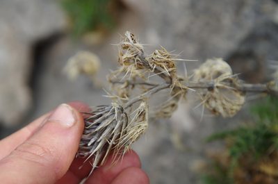 Cirsium turneri, photographed by Eric Knight