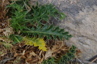 Cirsium turneri, photographed by Eric Knight