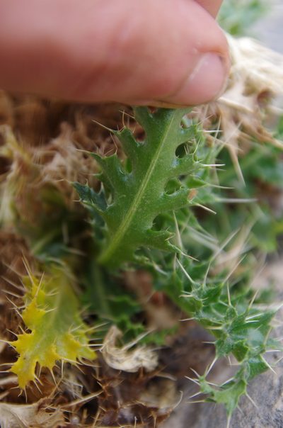 Cirsium turneri, photographed by Eric Knight