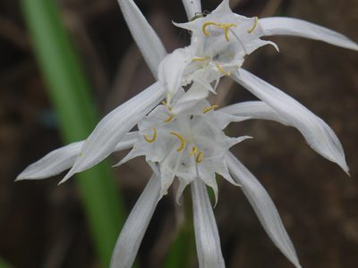 Pancratium triflorum, photographed by Dinesh Valke