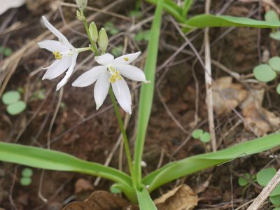 Chlorophytum tuberosum, photographed by Dinesh Valke