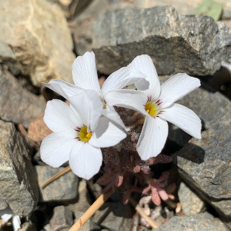 Linanthus concinnus, photographed by James Fowler