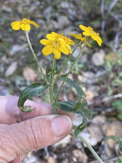 Eriophyllum jepsonii, photographed by Leah Gardner