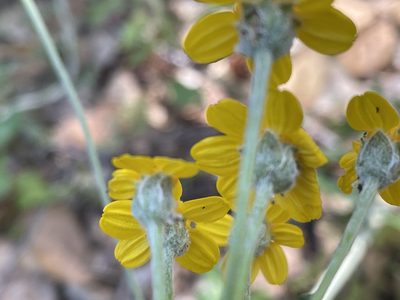 Eriophyllum jepsonii, photographed by Leah Gardner