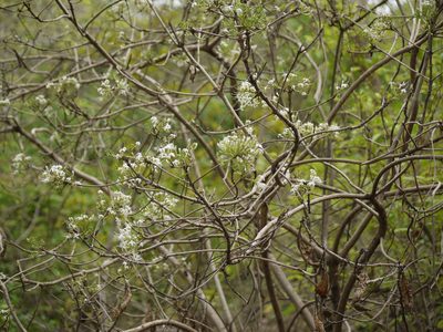 Pavetta crassicaulis, photographed by Dinesh Valke