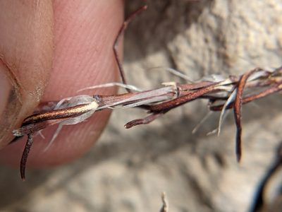 Paronychia monticola, photographed by Eric Knight