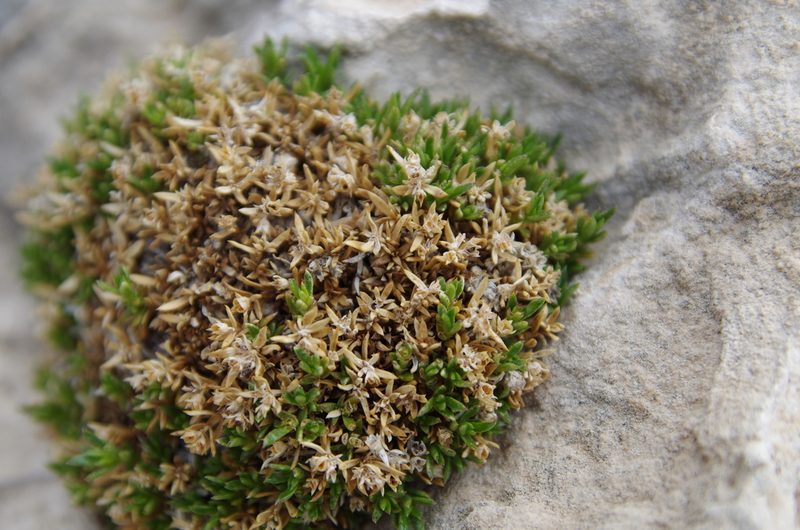 Stenaria pooleana, photographed by Eric Knight