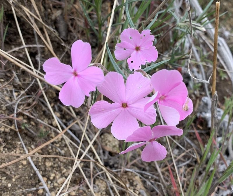 Phlox viscida, photographed by John G. Phillips