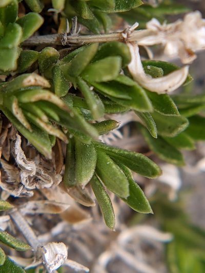 Stenaria pooleana, photographed by Eric Knight