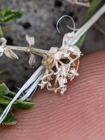 Stenaria pooleana, photographed by Eric Knight