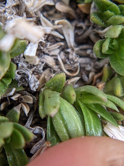 Stenaria pooleana, photographed by Eric Knight