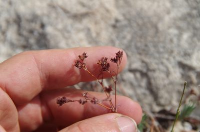 Paronychia monticola, photographed by Eric Knight