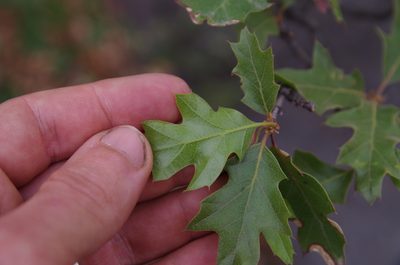Quercus gravesii, photographed by Eric Knight