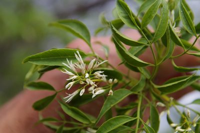Fraxinus cuspidata, photographed by Eric Knight