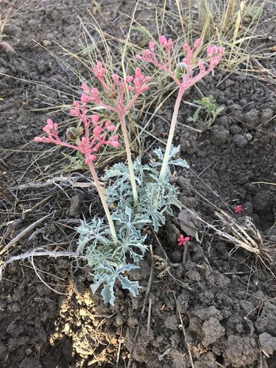 Jatropha cathartica, photographed by Cody Stricker