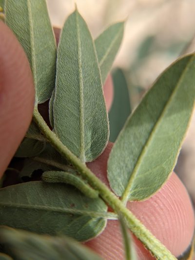 Senna orcuttii, photographed by Eric Knight
