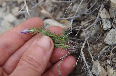 Giliastrum acerosum, photographed by Eric Knight