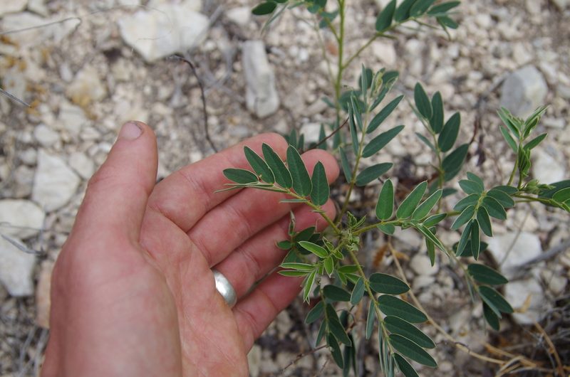 Senna orcuttii, photographed by Eric Knight