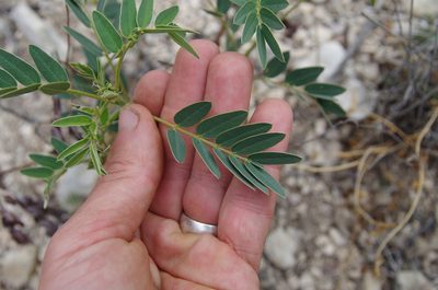Senna orcuttii, photographed by Eric Knight