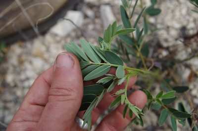 Senna orcuttii, photographed by Eric Knight