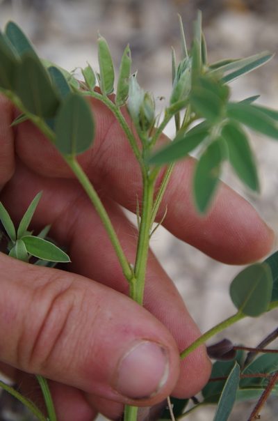 Senna orcuttii, photographed by Eric Knight