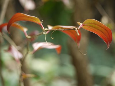 Smilax ovalifolia, photographed by Dinesh Valke