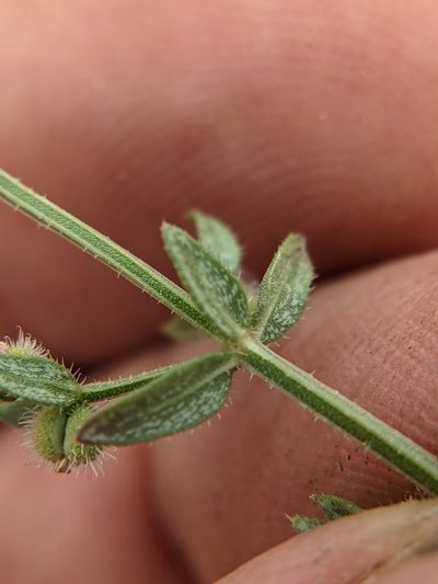 Galium proliferum, photographed by Eric Knight