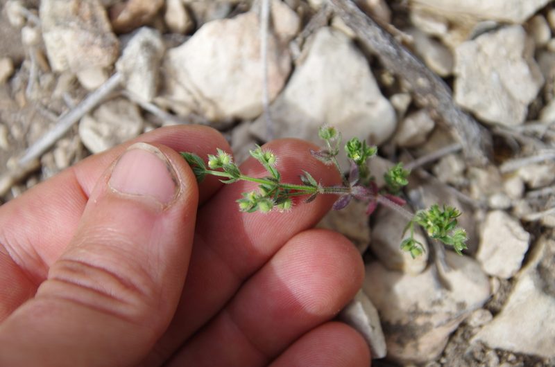 Galium proliferum, photographed by Eric Knight