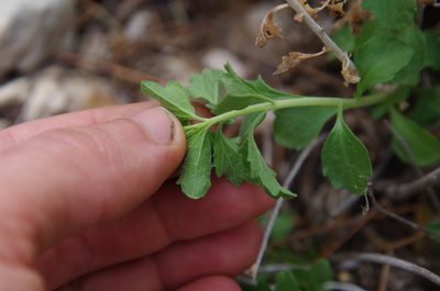 Brickellia laciniata, photographed by Eric Knight