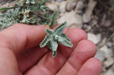 Buddleja scordioides, photographed by Eric Knight