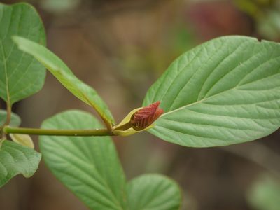 Mitragyna parvifolia, photographed by Dinesh Valke