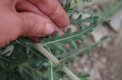 Mentzelia longiloba, photographed by Eric Knight