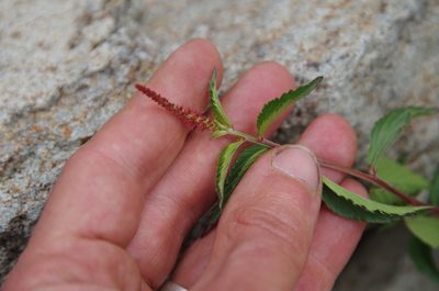 Acalypha phleoides, photographed by Eric Knight
