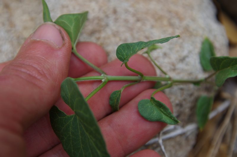 Chthamalia producta, photographed by Eric Knight