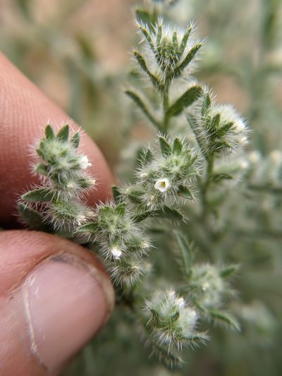 Johnstonella mexicana, photographed by Eric Knight