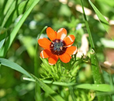 Adonis microcarpa, photographed by Kostas Zontanos