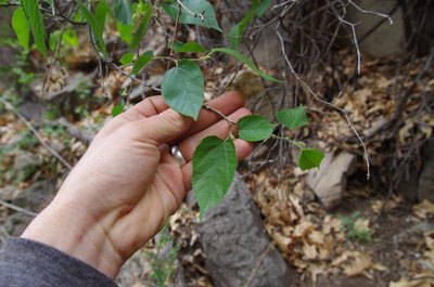 Morus microphylla, photographed by Eric Knight