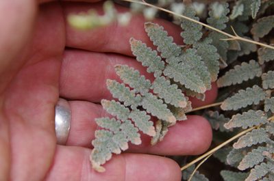 Myriopteris rufa, photographed by Eric Knight