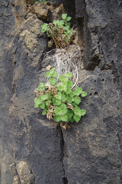 Perityle rupestris, photographed by Eric Knight