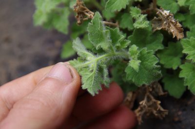 Perityle rupestris, photographed by Eric Knight