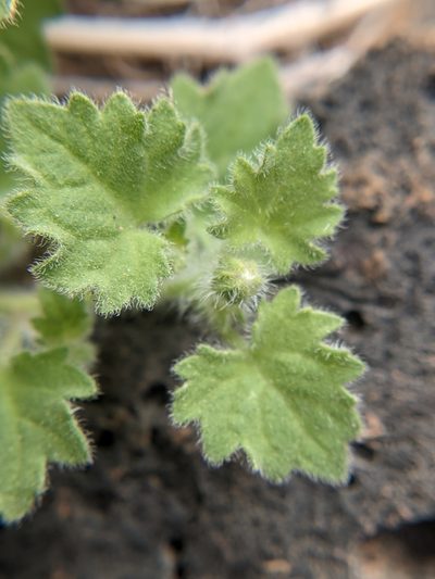 Perityle rupestris, photographed by Eric Knight