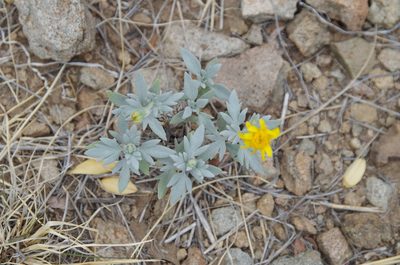 Picradeniopsis absinthifolia, photographed by Eric Knight