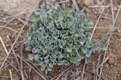 Dichondra argentea, photographed by Eric Knight