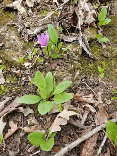 Primula fassettii, photographed by Josh