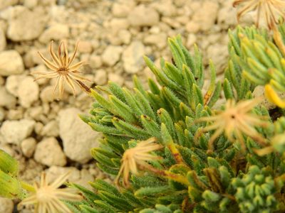 Senecio tristis, photographed by Guillermo Debandi