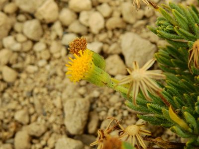 Senecio tristis, photographed by Guillermo Debandi